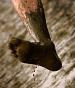 muddy feet 2[1]