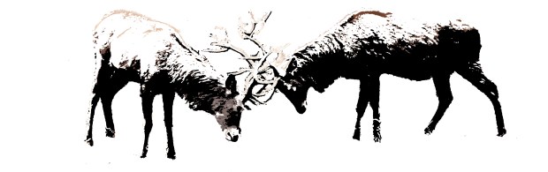 battling-deer-decal