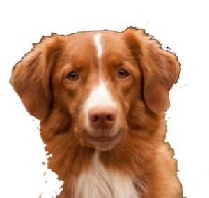 bc35526f361a06e4957a0716a80112761