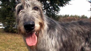 128268082393913144600101197_IRISH_WOLFHOUND[1]